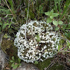 White leafy lichen