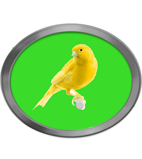 How to download Cantos de Canario 7 unlimited apk for pc