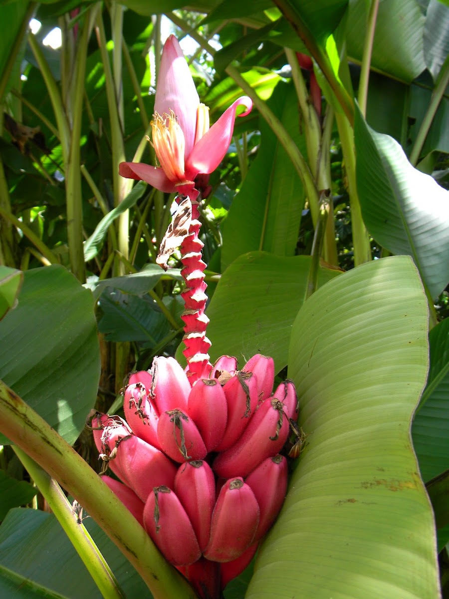 banano rojo ornamental red banana Project Noah