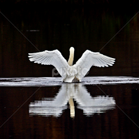 Swan II by Zoran Rudec - Animals Birds