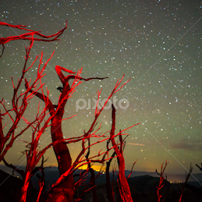 Red forest by Nick Wilkesmann - Landscapes Forests