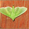 Parotis Crambid Moth