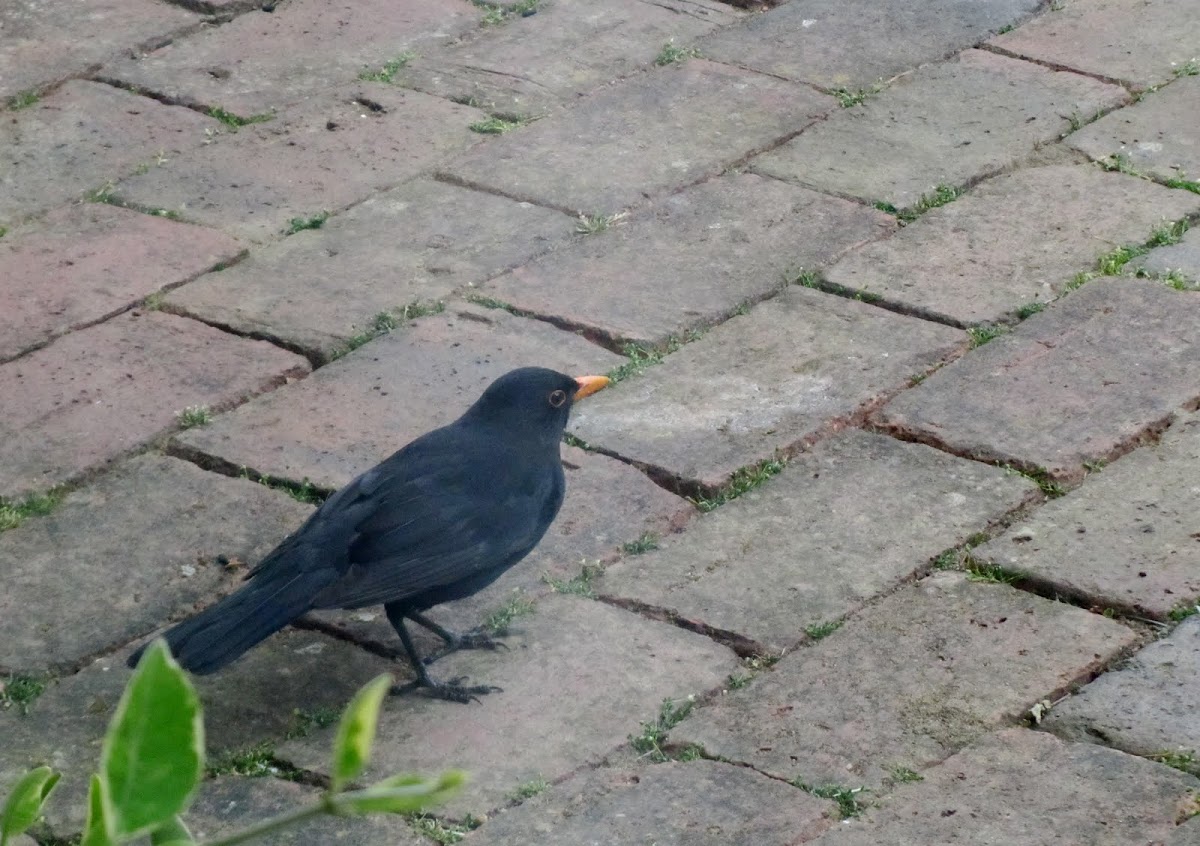 Blackbird