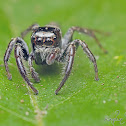 jumping spider