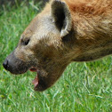 Spotted Hyena