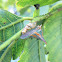 Thorn Tree hopper