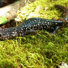 Ocmulgee Slimy Salamander