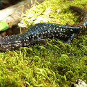 Ocmulgee Slimy Salamander