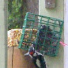Downing Woodpecker