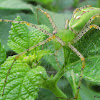 Female Green Lynx Spider