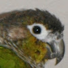 green cheeck conure