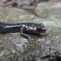 Red-Cheeked Jordan's Salamander