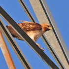 Red-Tailed Hawk