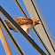 Red-Tailed Hawk