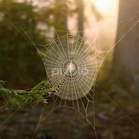 Cobweb in the woods by Milan Horejsi - Nature Up Close Webs