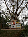 Buddha Statue and Boo Tree Athrajagama