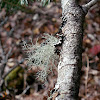 Bristly Beard Lichen