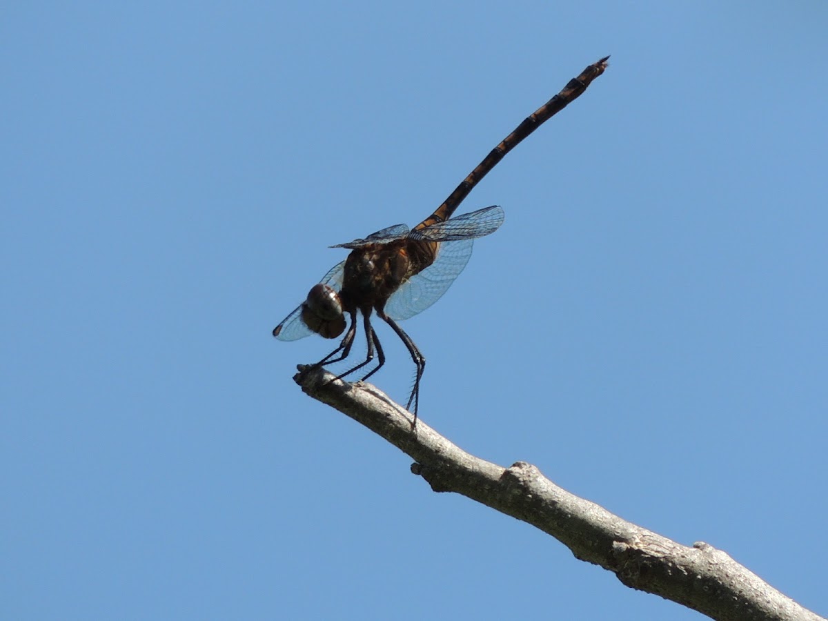 Dragonfly