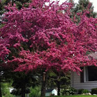 Pink crabapple tree