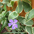 Variegated Common Periwinkle