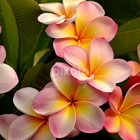 Pink Frangipani 75 by Mark Zouroudis - Flowers Flowers in the Wild
