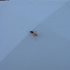 Flying ant