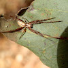 leaf curling spider -male