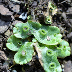 Liverwort