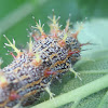 Question Mark Butterfly Larvae