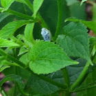 Blue leafhopper