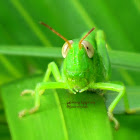 Grasshopper (Nymph)