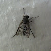 Common Snipe Fly