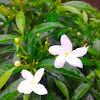 Sri Lanka Jasmine/Grape jasmine