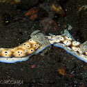 Risbecia nudibranch