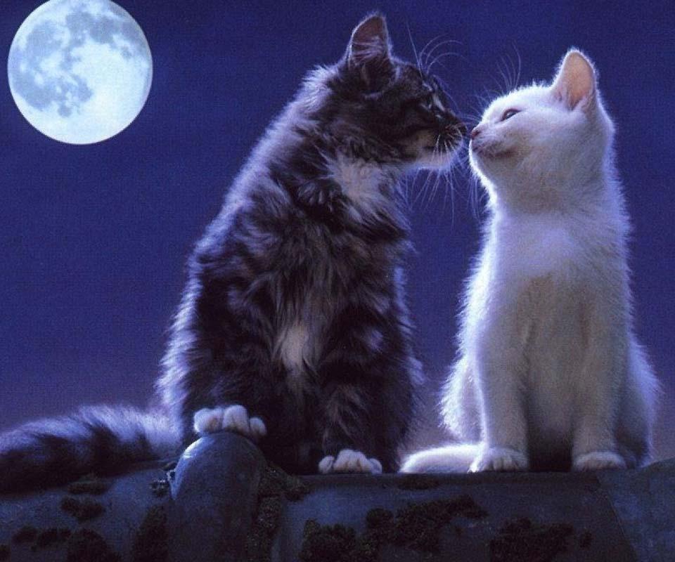 live cat wallpapers