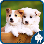 Cover Image of Download Dogs Jigsaw Puzzles 1.3.40 APK
