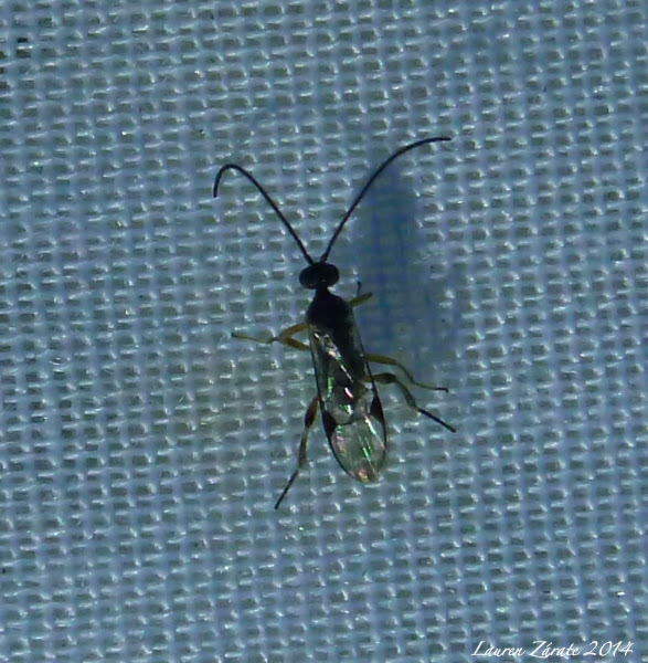 Braconid Micro Wasp | Project Noah