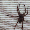 Dark fishing spider