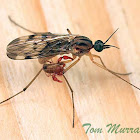 Wood Gnat (with a pseudoscorpion hitch hiker)