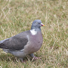 wood pigeon