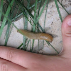 Slug