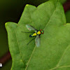 Long-legged Fly (male)