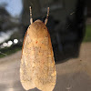 Edward's Glassywing Moth