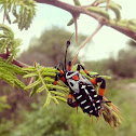 Giant Mesquite Bug