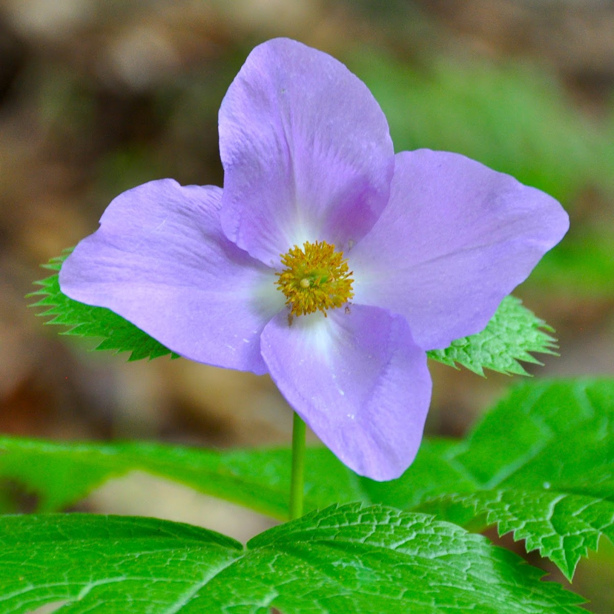 Japanese Wood Poppy Project Noah