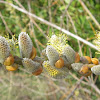 Pussy Willow Blossoms