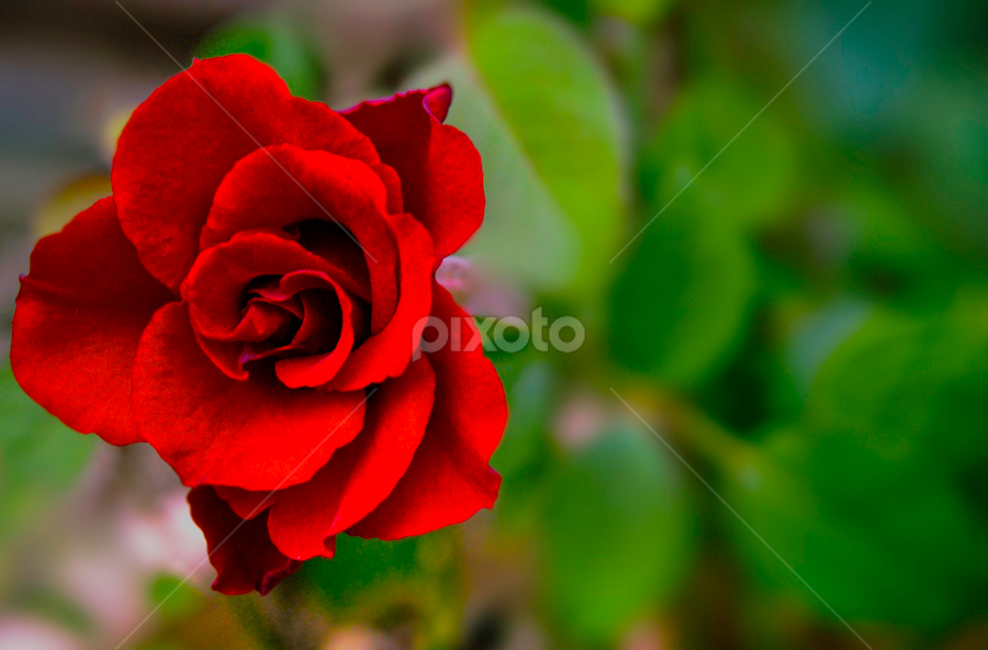 Ariana Rose | Single Flower | Flowers | Pixoto