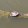 Easter River Cooter