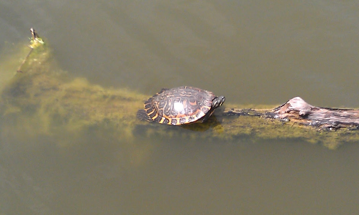 Easter River Cooter
