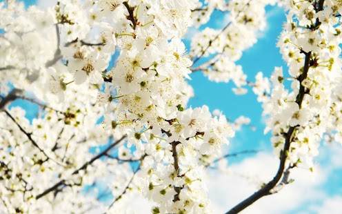 How to install Spring Wallpaper 1.0 mod apk for android